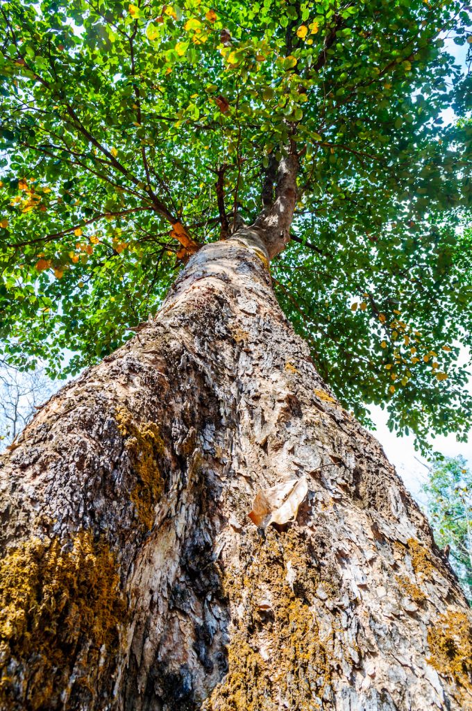 Ton Samor tree