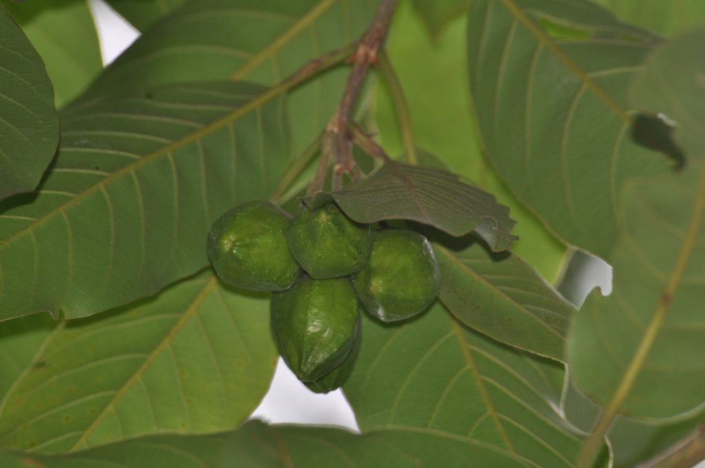 Ton Samor fruit