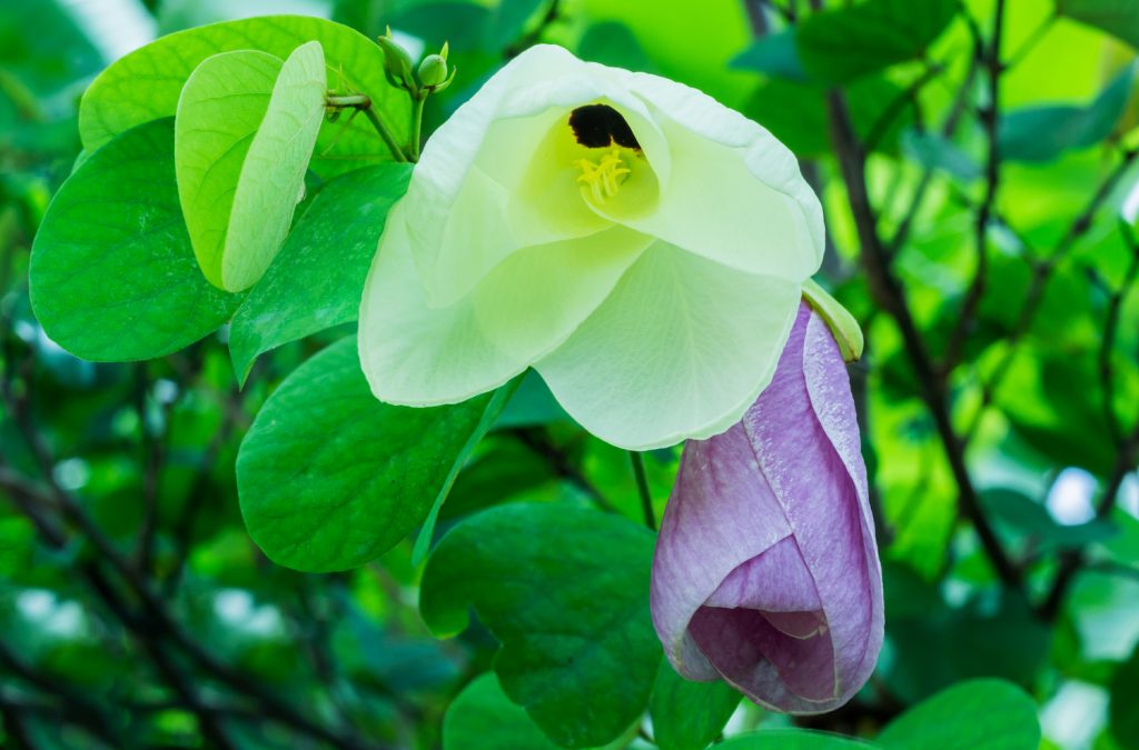 Phaya Kalong flowers