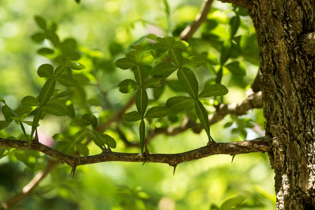 Hesperethusa Crenulata Tree