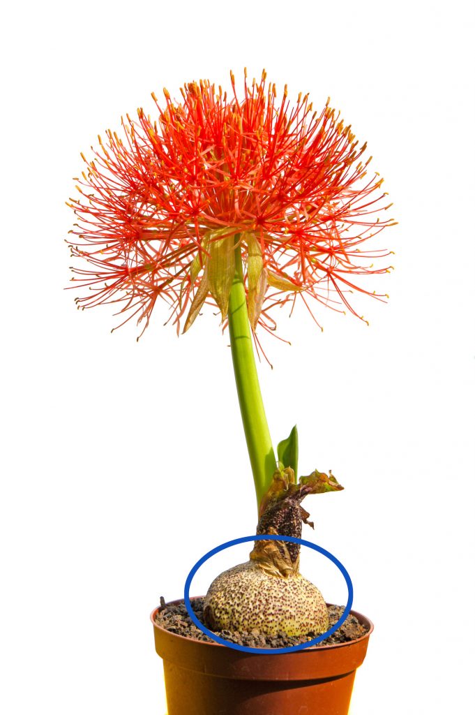 Hua Wan Guman Thong